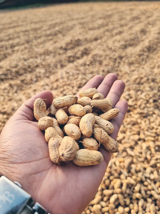 Premium whole Peanuts – From Our Own Farms
